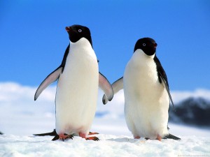 Companions_adelie_penguins
